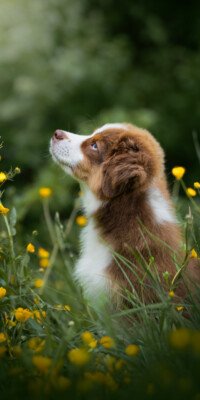 Canin